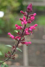 vignette Salvia involucrata 'Mulberry Jam'