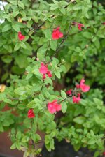 vignette Salvia microphylla var. microphylla