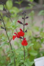 vignette Salvia 'Royal Bumble'