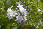 vignette Solanum laxum