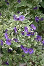 vignette Solanum rantonnetii 'Variegatum'