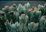 vignette Proteas Neriifolia