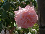 vignette rose rose