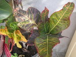 vignette Croton (Codiaeum variegatum)
