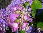 vignette Hydrangea macrophylla 'Floralia'