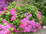 vignette Hydrangea macrophylla 'Forever Pink'