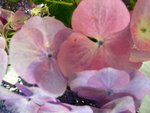 vignette Hydrangea macrophylla 'Geisha'