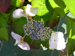 vignette Hydrangea macrophylla 'Grant's Choice'