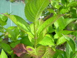 vignette Hydrangea macrophylla 'Grant's Choice'