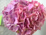 vignette Hydrangea macrophylla 'Haruko San'