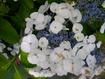 vignette Hydrangea macrophylla 'Bachstelze'