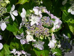 vignette Hydrangea macrophylla 'Beaut Vendmoise'