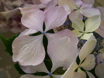 vignette Hydrangea macrophylla 'Beaut Vendmoise'