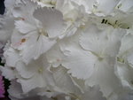 vignette Hydrangea macrophylla 'Bichon'