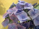 vignette Hydrangea macrophylla 'Blaumeise'