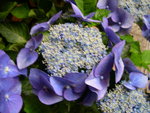 vignette Hydrangea macrophylla 'Blaumeise'