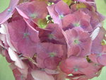 vignette Hydrangea macrophylla 'Brilliant'