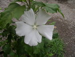 vignette hibiscus syriacus / althea blanc