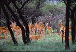 vignette Impala  ( troupeau )