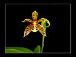 vignette Phalaenopsis mannii