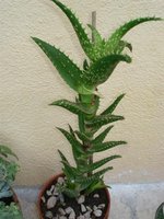 vignette Aloe distans