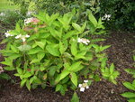 vignette Hydrangea macrophylla 'Hera'