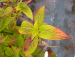 vignette Hydrangea macrophylla 'Hornli'