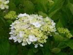 vignette Hydrangea macrophylla 'Hortulanus Witte'