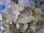 vignette Hydrangea macrophylla 'Hugh's Love'
