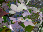 vignette Hydrangea macrophylla 'Jean Varnier'