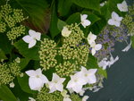 vignette Hydrangea macrophylla 'Lanarth White'