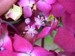 vignette Hydrangea macrophylla 'Leuchtfeuer'