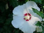vignette Hibiscus syriacus' Red heart'