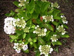 vignette Hydrangea macrophylla 'Libelle'