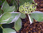 vignette Hydrangea macrophylla 'Maculata'