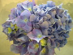 vignette Hydrangea macrophylla 'Mascotte'