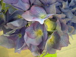 vignette Hydrangea macrophylla 'Mascotte'