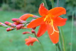 vignette crocosmia red king