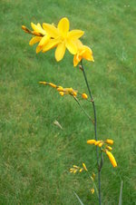 vignette crocosmia 'solfatare'