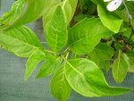 vignette Hydrangea macrophylla 'Mikanba'