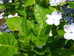 vignette Hydrangea macrophylla 'Mikanba'