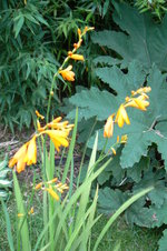 vignette crocosmia georges davidson