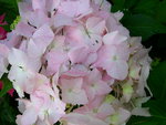 vignette Hydrangea macrophylla 'Mme Plumecocq'