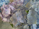 vignette Hydrangea macrophylla 'Mme Truffaut'