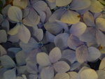 vignette Hydrangea macrophylla 'Mousseline'