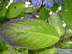 vignette Hydrangea macrophylla 'Nadeshiko Gaku'