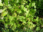 vignette Hydrangea macrophylla 'Nigra'