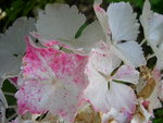 vignette Hydrangea macrophylla 'Nymphe'