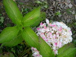 vignette Hydrangea macrophylla 'Nymphe'