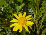 vignette euryops chrysanthemoides
